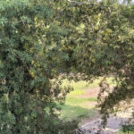 Temperaturi ridicate, pentru final de august.