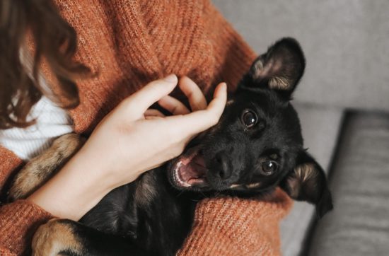Ultimul târg de adopții anul 2024. Foto: unsplash.com / Veronika Jorjobert